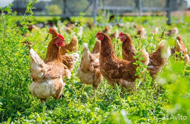 Куры несушки с агрофермы