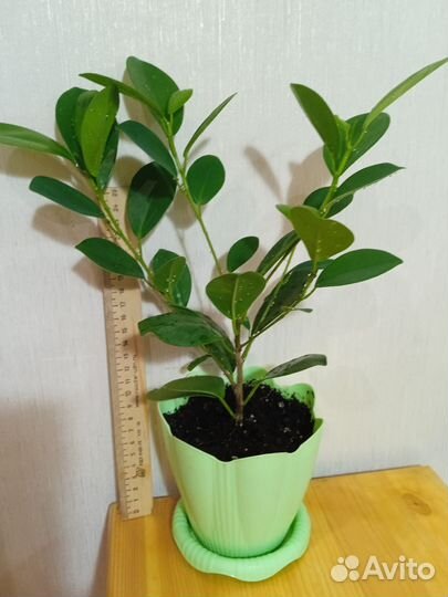 Фикус микрокарпа