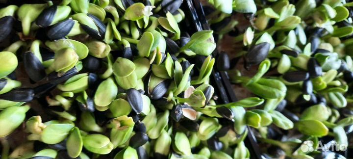 «Микрозелень»