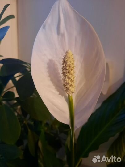 Спатифиллум,редкий, крупнолистовой на цвету