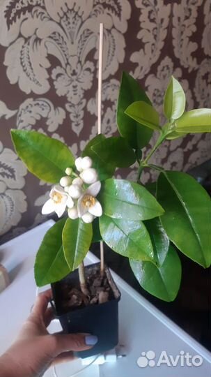 Цитрусовые растения