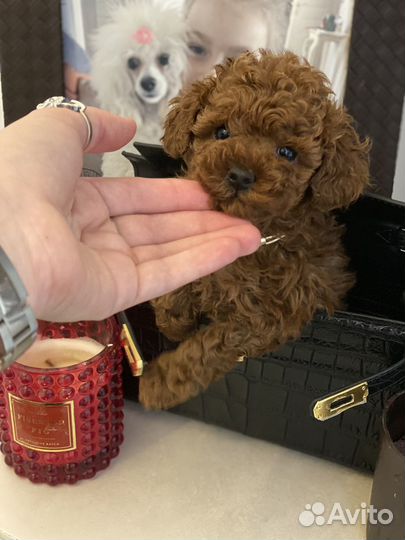 Той-пудель тедди Москва