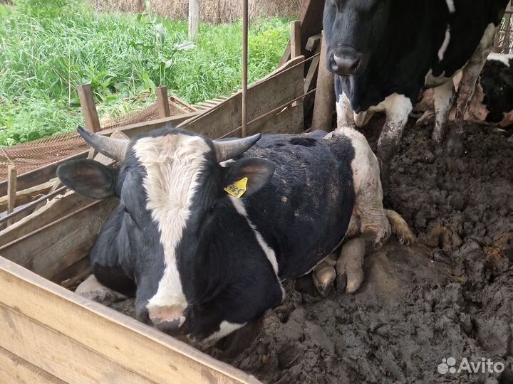 Бычки и быки на мясо