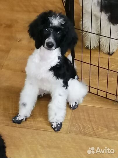 Пудель малый