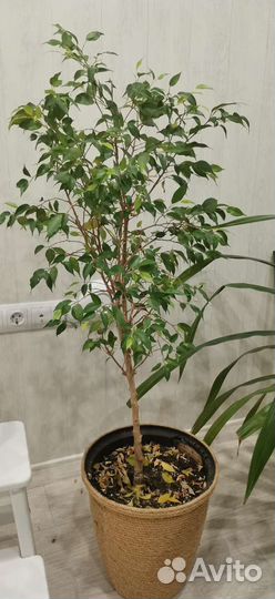 Драцена, фикус