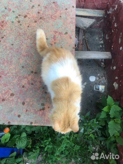 Кошка