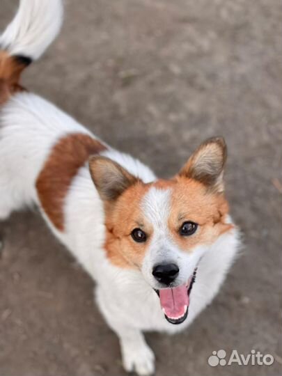 Собака потерялась