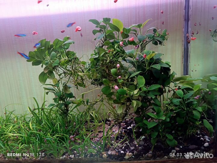 Для Аквариума Анубиас широколистное растение