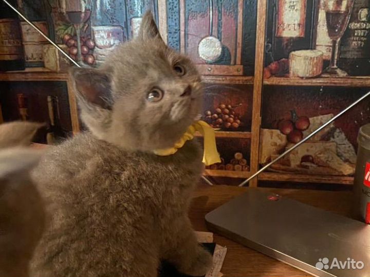 Британские котята