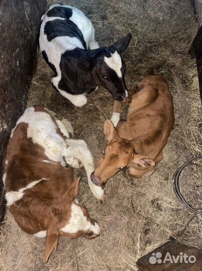 Телка 1,5 мес