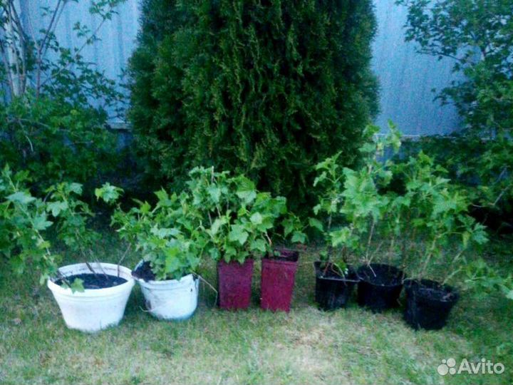 Саженцы чёрной смородины, крыжовник