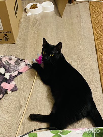 Коты в добрые руки