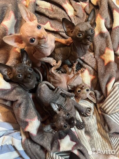 Канадский сфинкс