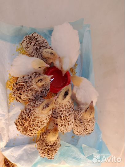 Перепелята