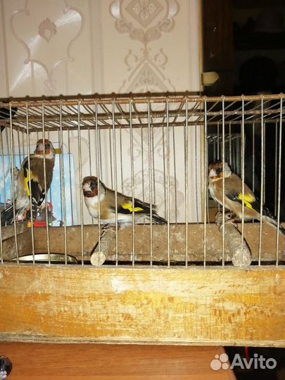 Русская Певчая Канарейка и Щегол домашний