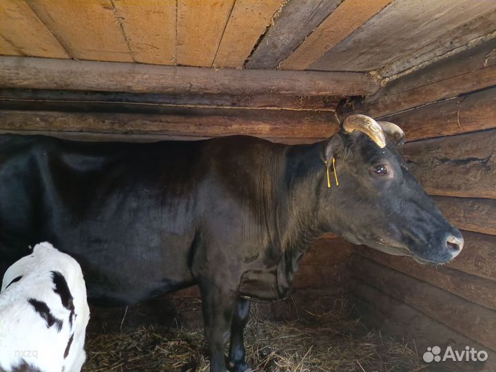 Корова дойная