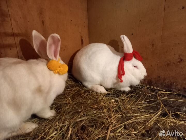 Кролик на любой вкус