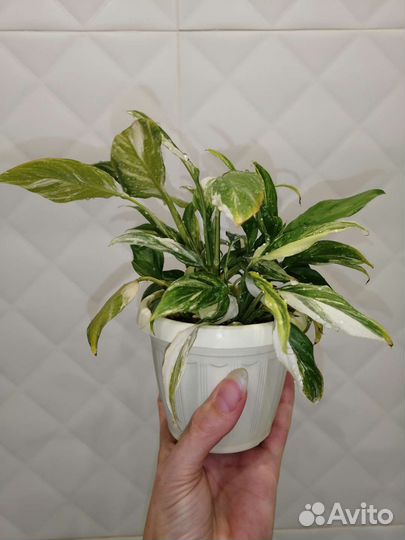 Спатифиллум мун шадоу крем