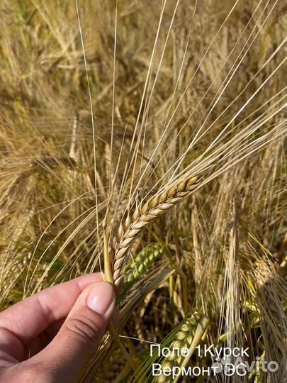 Семена ячменя сорт Вермонт (KWS)