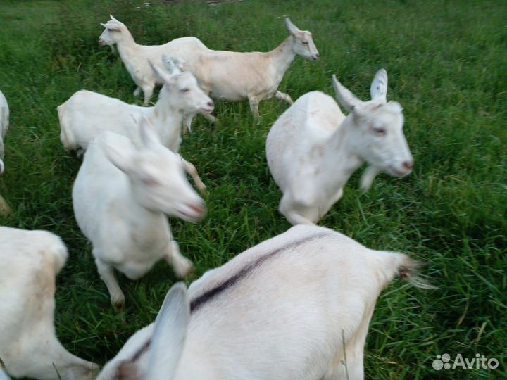 Продам коз зааненской породы