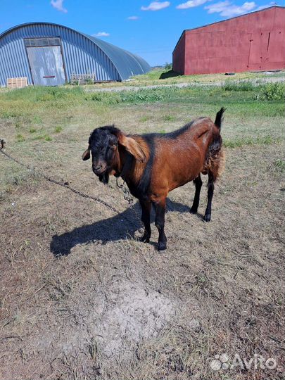 Нубийский козел