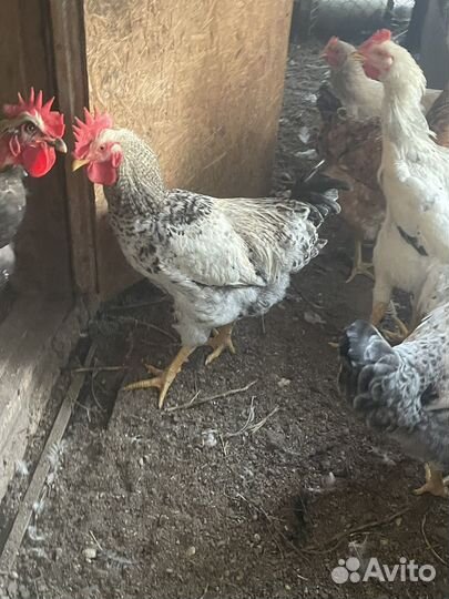 Молодые петушки