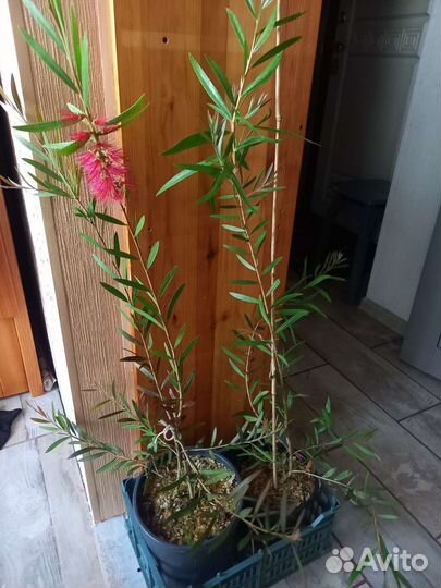 Калистемон