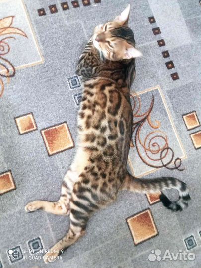 Бенгальский кот вязка
