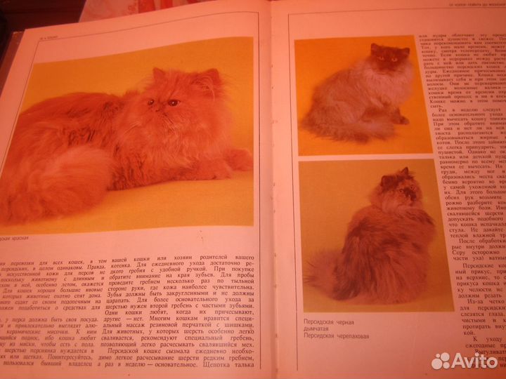 Книга кошки
