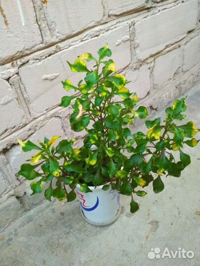 Альтернантера