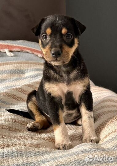 Щенки отдам в заботливую семью