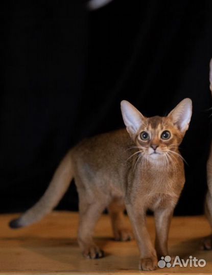 Абиссинская кошка