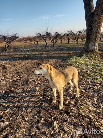 Русская гончая вязка