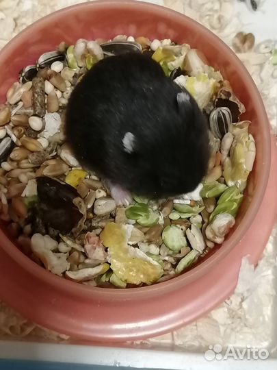 Чёрные Джунгарики