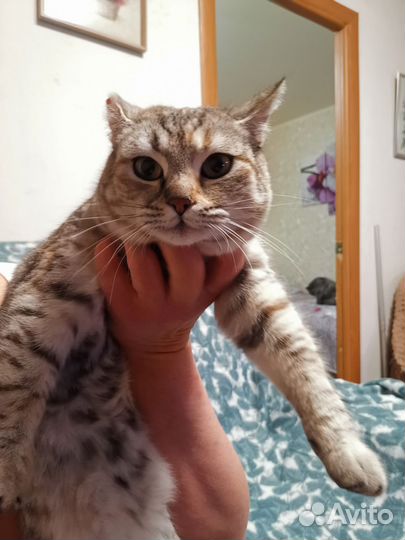 Кошка британка