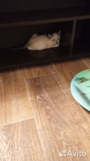 Сеймский кот