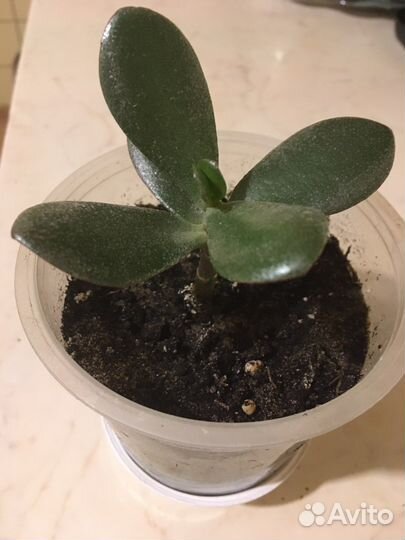 Толстянка(денежное дерево)