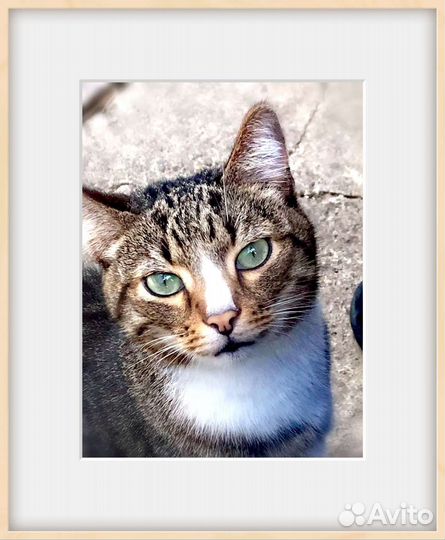 Зеленоглазый красотун в добрые руки