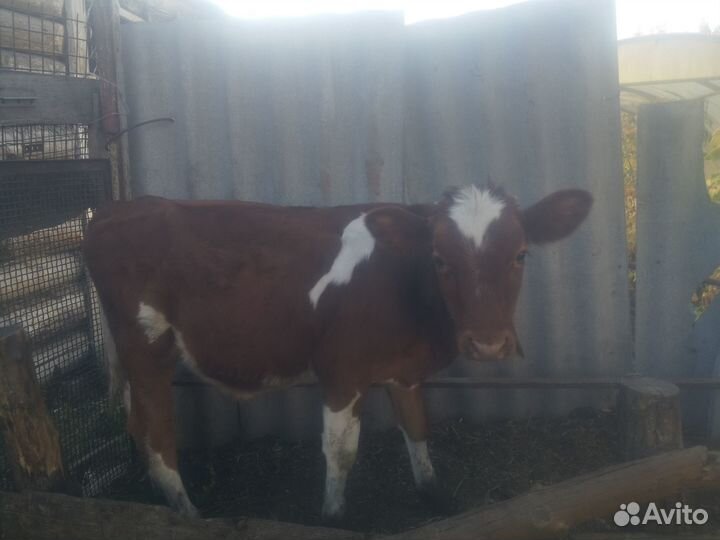 С/х животные