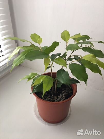 Фикус бенджамина