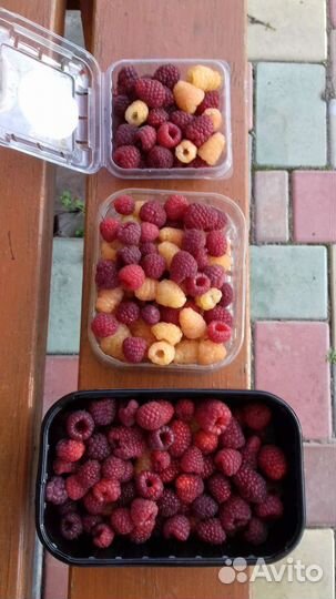 Малина Атлант саженцы