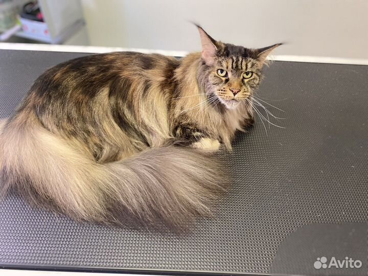 Стрижка собак и кошек