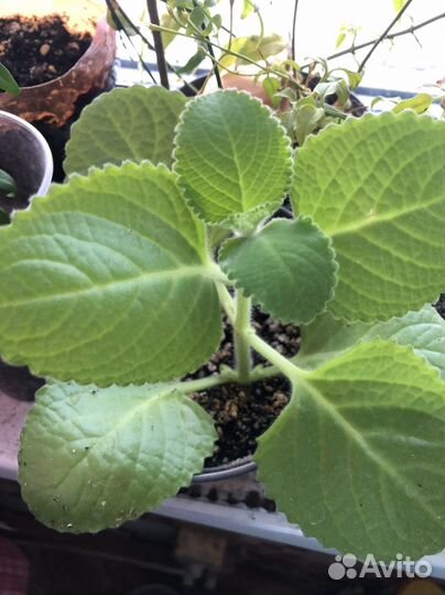 Комнатная мята