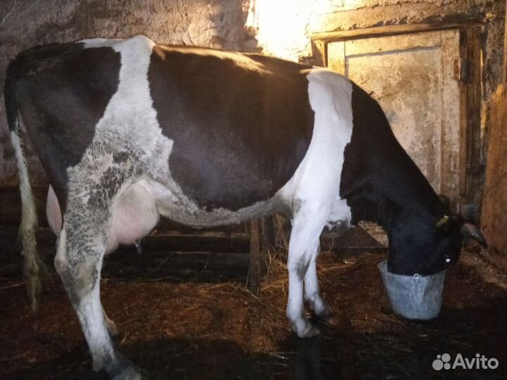 Корова дойная