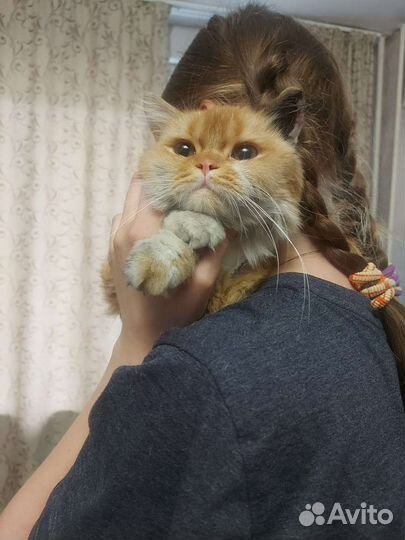 Кошка рыжая