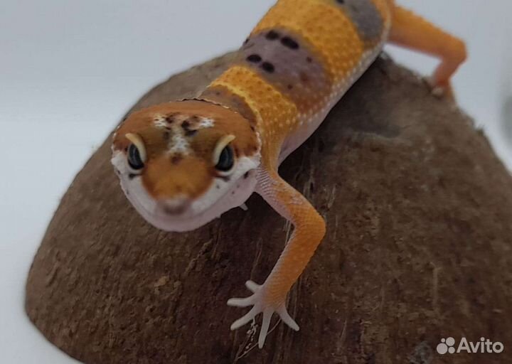 Геккон эублефар собственного разведения
