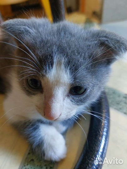 Котик вислоухий