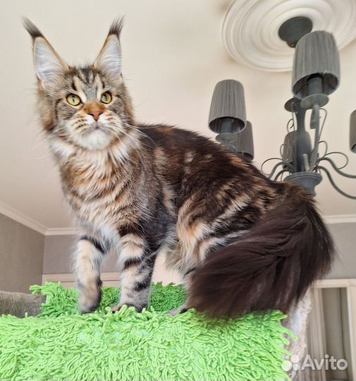 Мейн-кун девочка