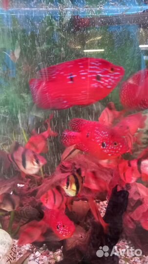 Аквариумные рыбки,и живой корм