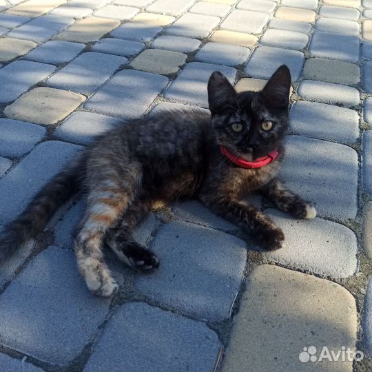 Кошка ищет семью